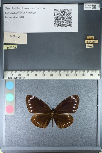 Media type: image;   Entomology 160154